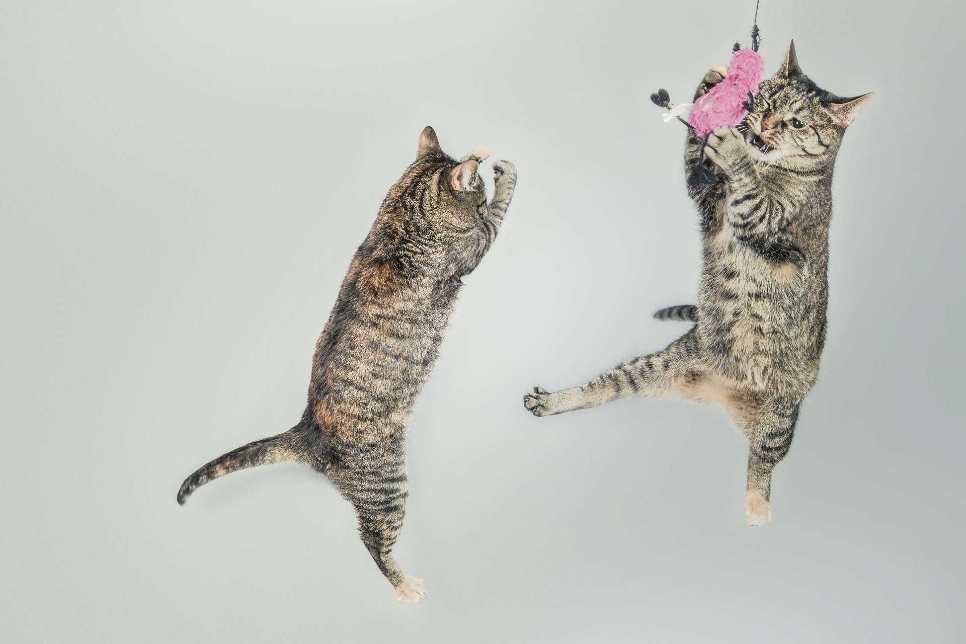 猫が２匹ジャンプしている