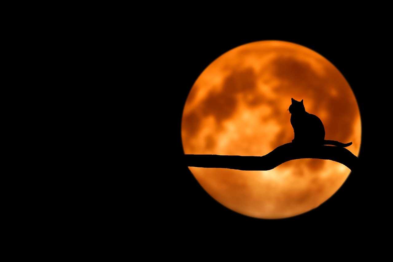 猫が月を見ている